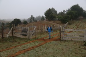entrada aldea mapuche chile araucania