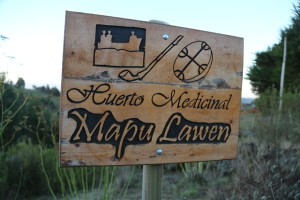 mapu lawen huerto medicinal mapuche