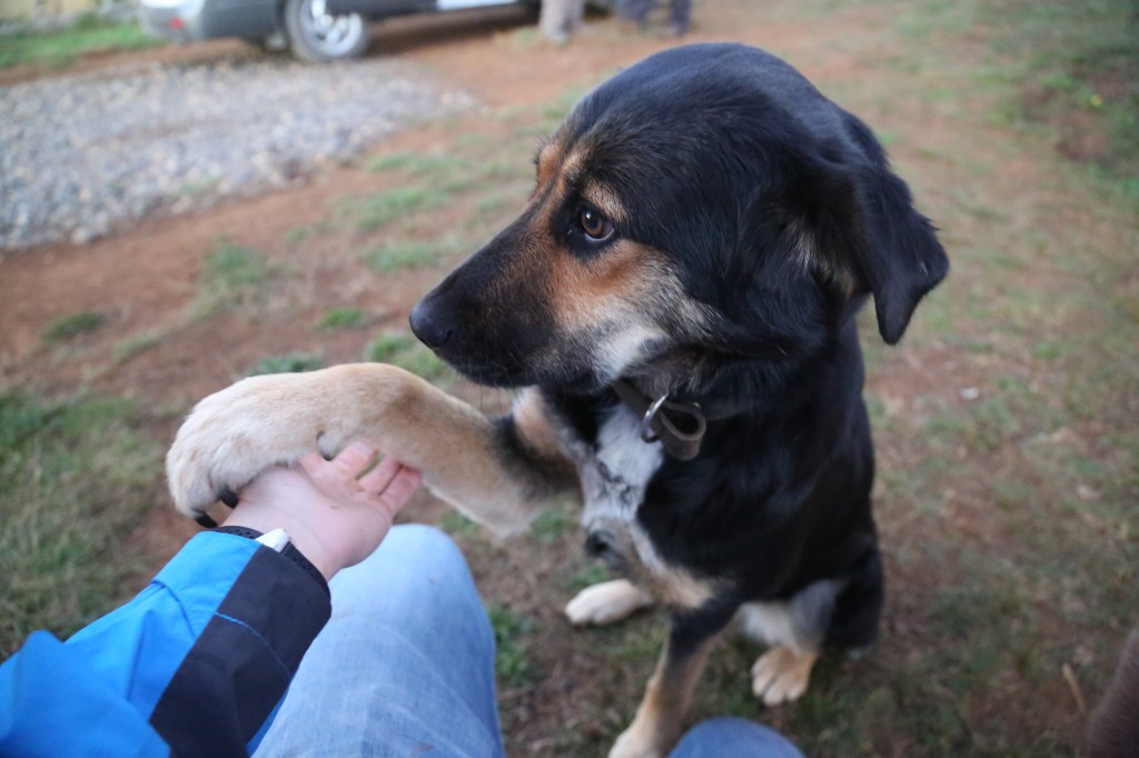perro chile aldea mapuche